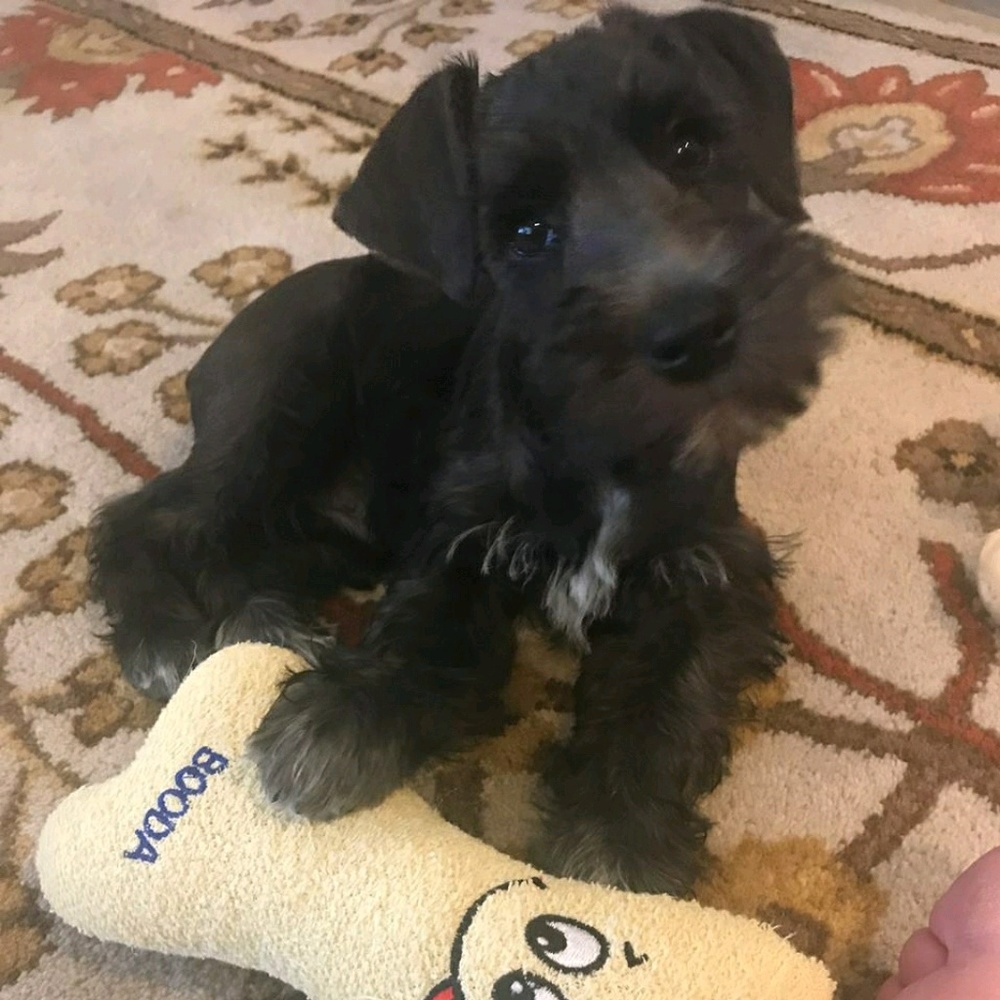 Meet your Posher, Amelia